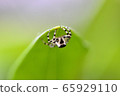 White spider hiding in the leaves 65929110