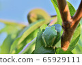 A tree frog relaxing in the shade 65929111