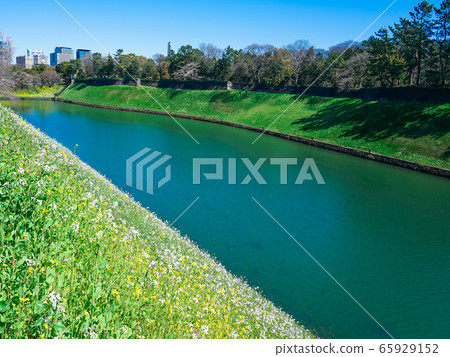 Chidorigafuchi公園的半藏g岸上盛開的油菜花 65929152