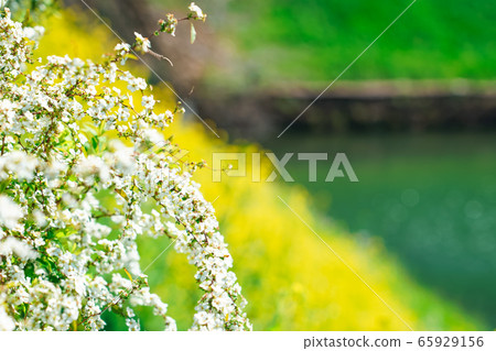 Chidorigafuchi公園的半藏g岸上盛開的花朵 65929156