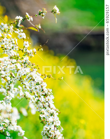 Chidorigafuchi公園的半藏g岸上盛開的花朵 65929157