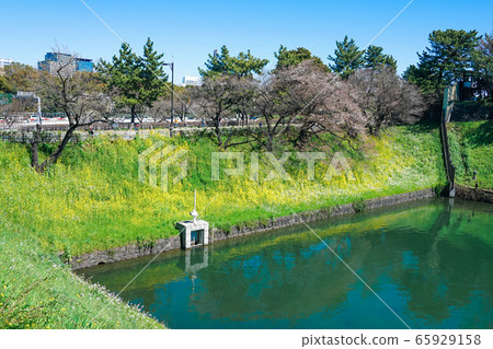 Chidorigafuchi公園的半藏g岸上盛開的油菜花 65929158