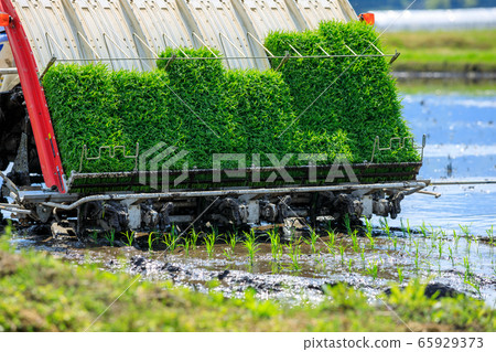 水稻插秧機水稻插秧工作 水稻插秧機水稻插秧工作 65929373