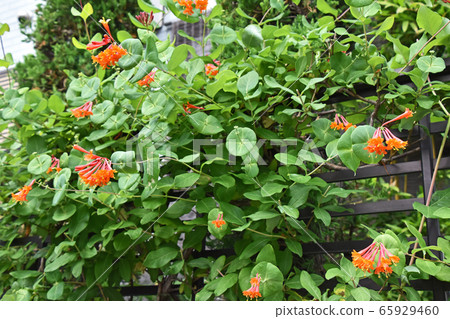 Tsukkinokinindou (Extravaganza) Tsukkinokinindou (Extravaganza) 65929460