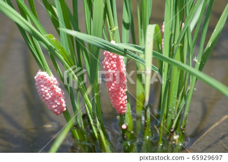 Scumilline egg eggs 65929697