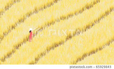 Girl walking in ripe rice field farm 65929843