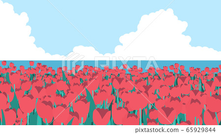 Tulip field beside with sea view and bright sky Tulip field beside with sea view and bright sky 65929844