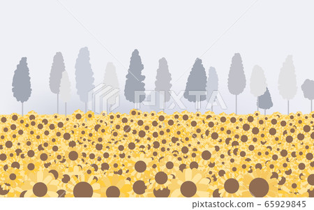 Sunflower filed landscape with tree and foggy 65929845