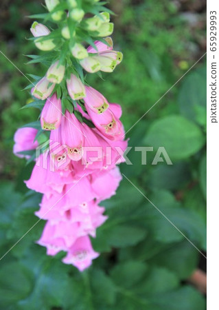 Digitalis Digitalis 65929993