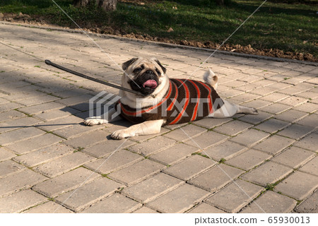 dogs in the park 65930013