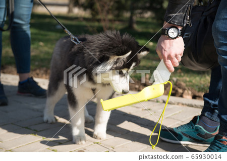 dogs in the park 65930014