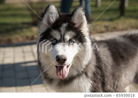 dogs in the park 65930018