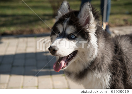 dogs in the park 65930019