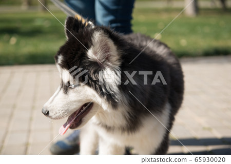 dogs in the park 65930020