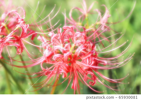 Cluster amaryllis (soft focus) 65930081