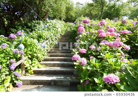 Shimoda Park Hydrangea Festival 65930436