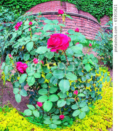 Pink roses and yellow flowers Pink roses and yellow flowers 65931621