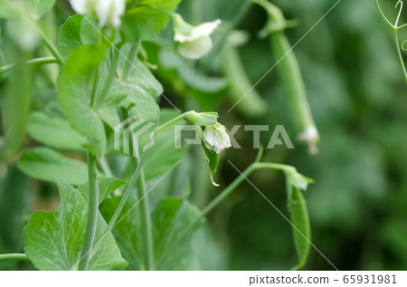 From flowers to fruits (peas, snap peas) 65931981