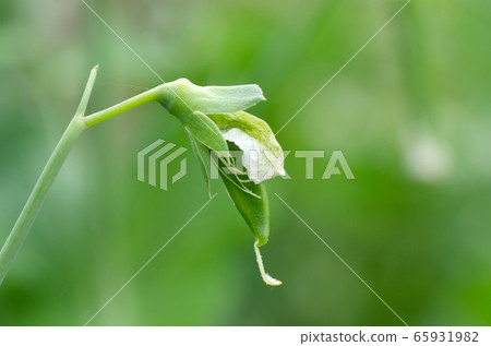 From flowers to fruits (peas, snap peas) 65931982