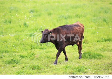 Japanese beef 65932966