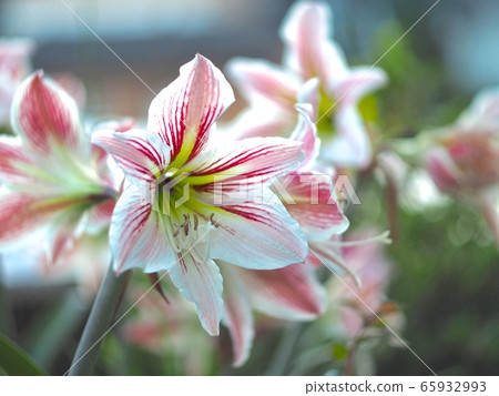 Amaryllis 65932993