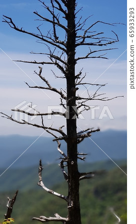 Dead wood Dead wood 65933293