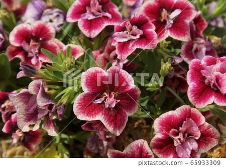 Petunia morning glory 65933309