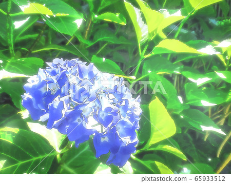 hydrangea   65933512