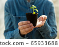 Woman farmer is holding tomato seedlings in her hands for planting. Planting seedlings in the spring in the ground. 65933688