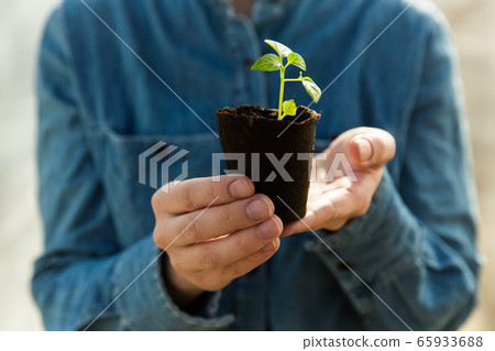 Woman farmer is holding tomato seedlings in her hands for planting. Planting seedlings in the spring in the ground. Woman farmer is holding tomato seedlings in her hands for planting. Planting seedlings in the spring in the ground. 65933688