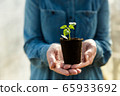 Woman farmer is holding tomato seedlings in her hands for planting. Planting seedlings in the spring in the ground. 65933692