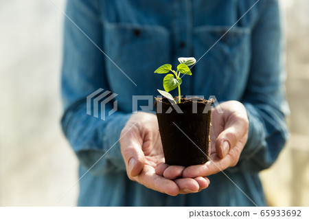 Woman farmer is holding tomato seedlings in her hands for planting. Planting seedlings in the spring in the ground. 65933692