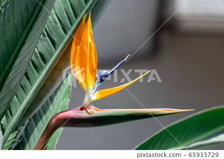 Bird of paradise (strelitzia) 65933729