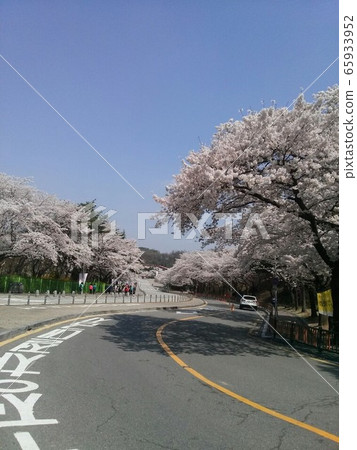 Cherry Blossom Street Cherry Blossom Street 65933952
