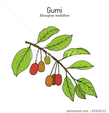 Gumi elaeagnus multiflora , edible and... - Stock Illustration [65934272] -  PIXTA