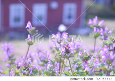 Is it a weed or a flower ... Is it a weed or a flower ... 65934548