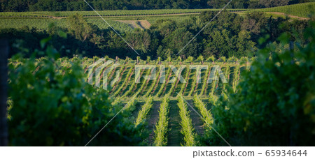 Sunset landscape bordeaux wineyard france, europe Nature 65934644