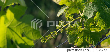 Bordeaux vineyard, Young bunches of grapes in bloom, Macro Bordeaux vineyard, Young bunches of grapes in bloom, Macro 65934744