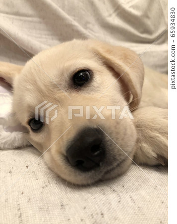Puppy ② Puppy ② 65934830
