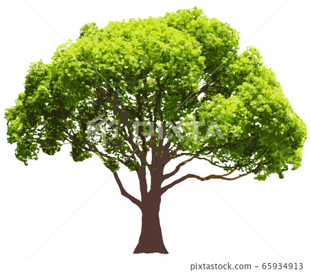 Camphor tree - Stock Illustration [65934913] - PIXTA