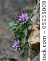 Clusters of Devil's Claw (Physoplexis comosa), a rare alpine plant in flower in the Italian Alps and Dolomiti area. This perennial plant grows among the rocks and is also called Tufted Horned Rampion. 65935009