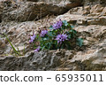 Clusters of Devil's Claw (Physoplexis comosa), a rare alpine plant in flower in the Italian Alps and Dolomiti area. This perennial plant grows among the rocks and is also called Tufted Horned Rampion. 65935011