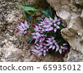 Clusters of Devil's Claw (Physoplexis comosa), a rare alpine plant in flower in the Italian Alps and Dolomiti area. This perennial plant grows among the rocks and is also called Tufted Horned Rampion 65935012