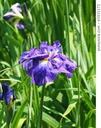 Beautiful irises (hanasashibu) Beautiful irises (hanasashibu) 65935275