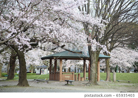 名古屋名城公園的櫻花 名古屋名城公園的櫻花 65935403