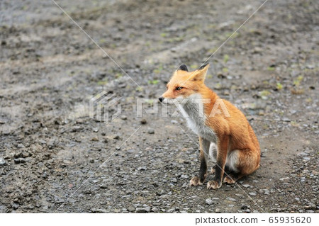 Kita fox 65935620