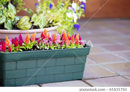 Flower bed Flower bed 65935793