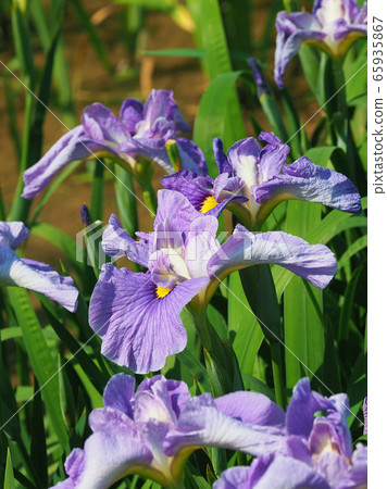 美麗的鳶尾花(hanasashibu) 美麗的鳶尾花(hanasashibu) 65935867