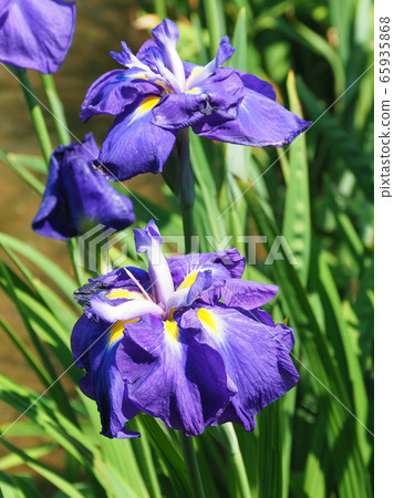 Beautiful irises (hanasashibu) 65935868
