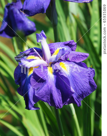 美麗的鳶尾花(hanasashibu) 美麗的鳶尾花(hanasashibu) 65935869